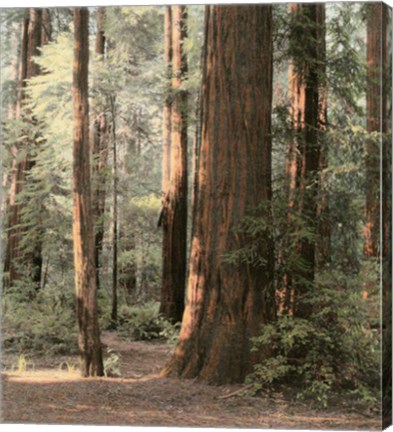 Framed Redwoods 2 Print