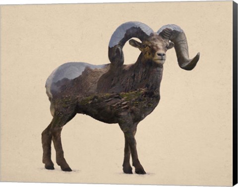 Framed Rocky Mountain Bighorn Print