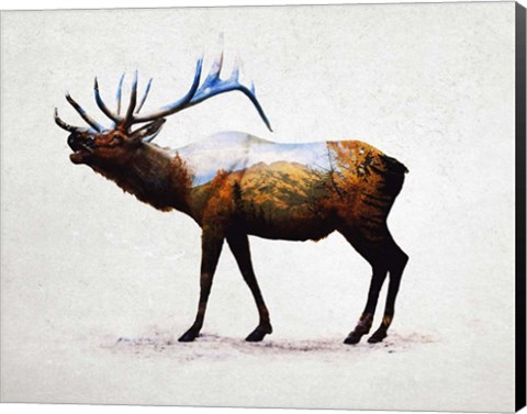 Framed Rocky Mountain Elk Print