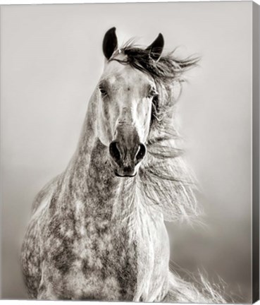 Framed Caballo de Andaluz Print