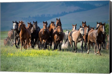 Framed Montana Thunder Print