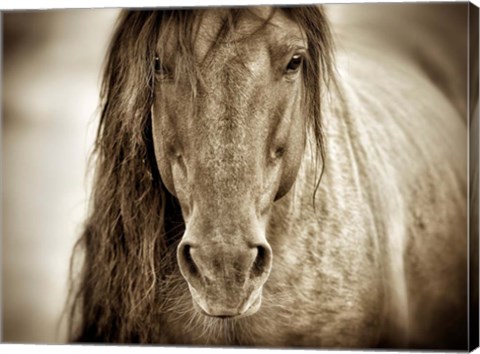 Framed Mustang Sally Print