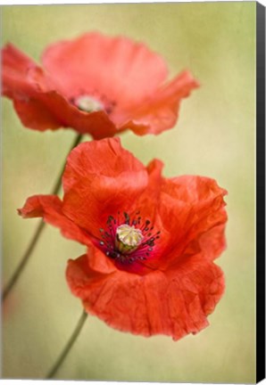 Framed Papaver Passion Print