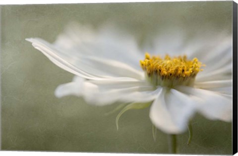 Framed Whisper Print