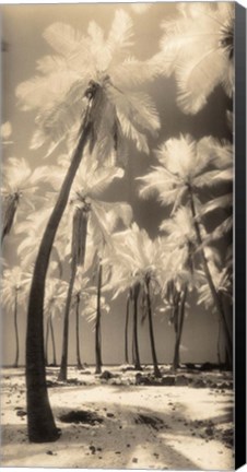 Framed Palm Shadows I Print