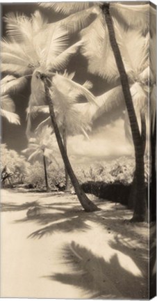 Framed Palm Shadows II Print