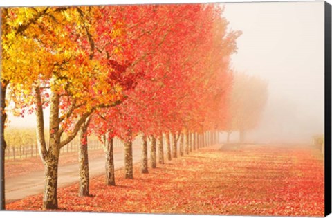 Framed Fall Trees in the Mist Print