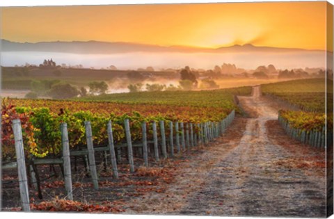 Framed Vineyard Sunrise Print