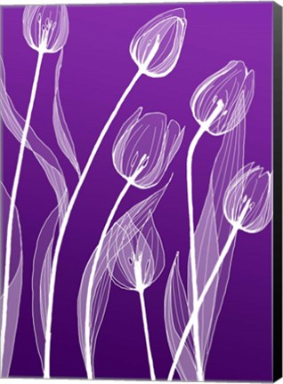 Framed X-ray Flowers Purple Print