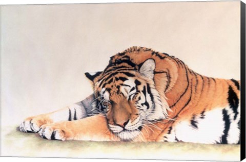 Framed Sleeping Tiger Print