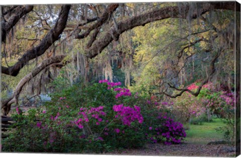 Framed Oaks and Azaleas Print