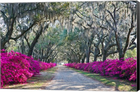 Framed Azaleas, Bonaventure Print