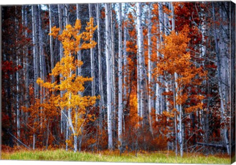 Framed Autumn Birches Print