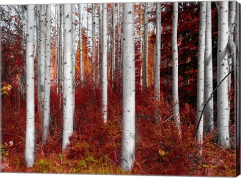 Framed Fall Birches Print