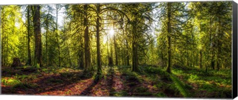 Framed Golden Forest Print