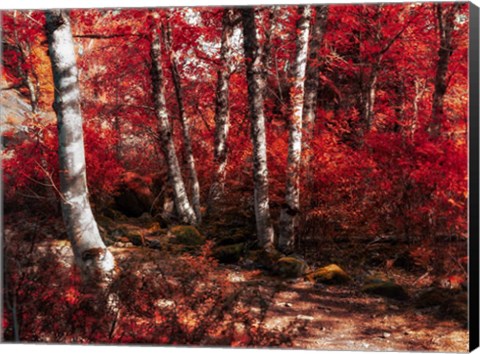 Framed Red Trees Path Print