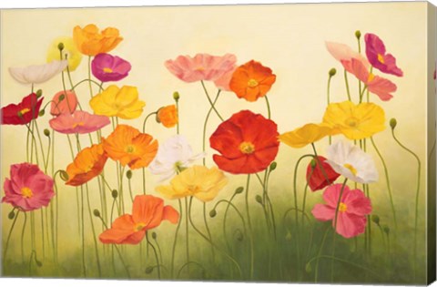 Framed Sunlit Poppies Print