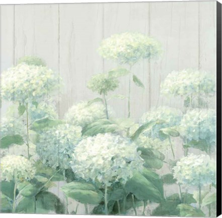 Framed White Hydrangea Garden Sage on Wood Crop Print