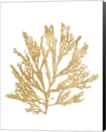 Framed Pacific Sea Mosses I Gold Print