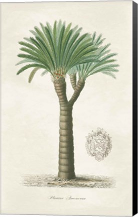 Framed Palm Tree Cycas Crest Print