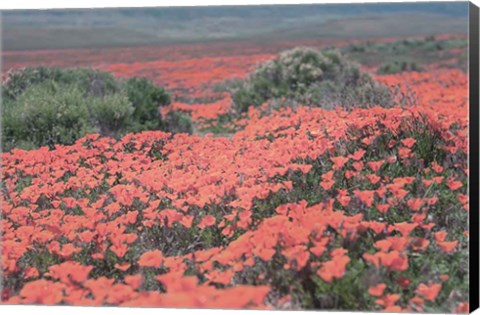 Framed California Blooms II Print