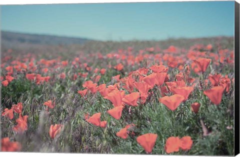 Framed California Blooms I Print