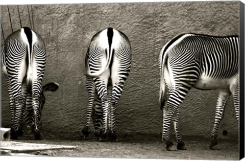 Framed Zebra Butts Print