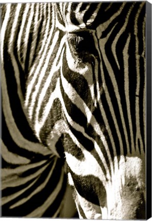 Framed Zebra Head Print