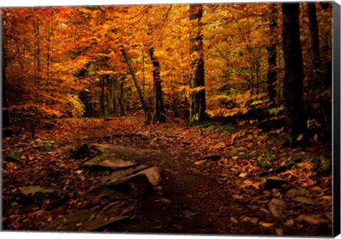 Framed Autumn Path Print