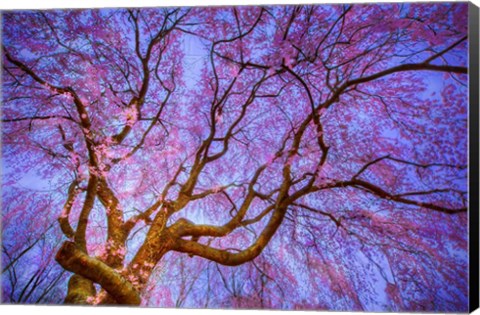 Framed Weeping Cherry Print