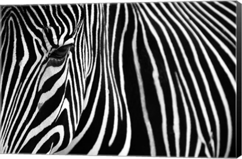 Framed Zebra in Lisbon Zoo Print