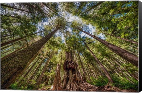 Framed Avatar Grove Canopy Print