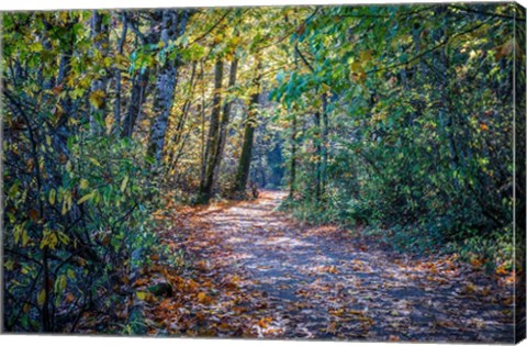 Framed Fall Colours Print