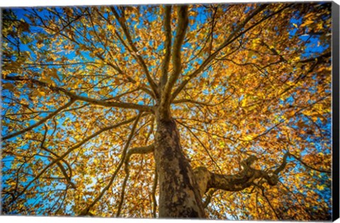 Framed Fall Tree Print