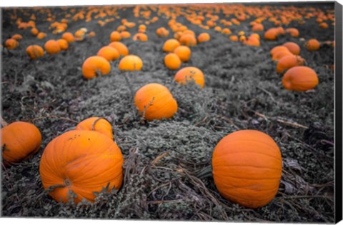 Framed Sea of Pumpkins Print