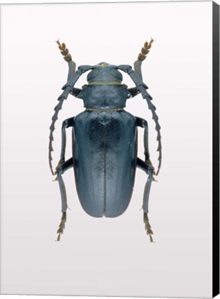 Framed Beetle 3 Print