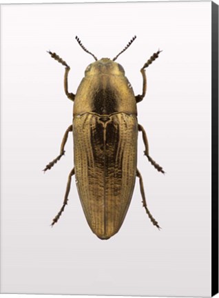 Framed Beetle 4 Print