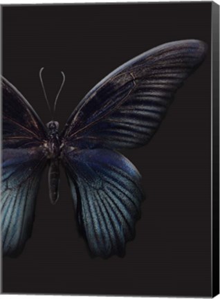 Framed Black Butterfly on Grey Print