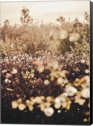 Framed Golden Field Print