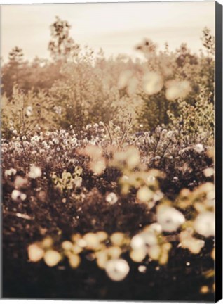 Framed Golden Field Print