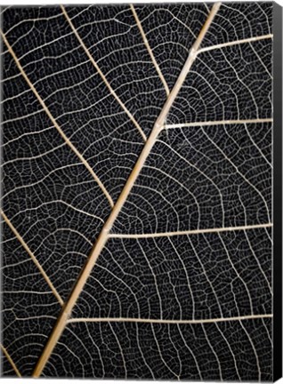 Framed Leaf Veins Print