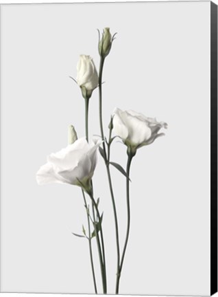 Framed Lisianthus White Print