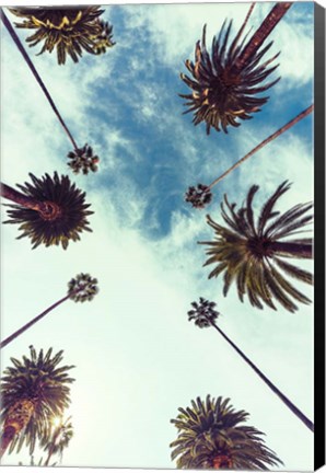 Framed Palm Sky 2 Print