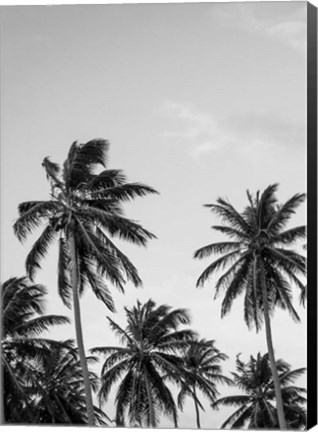 Framed Palms in Grey Print