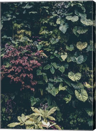 Framed Plant Wall Print