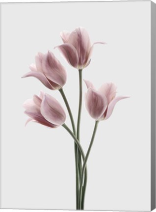 Framed Tulips Pink Print