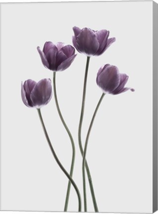 Framed Tulips Purple Print