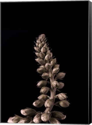 Framed Upwards 2 Print