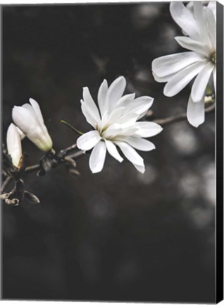 Framed White Flowers Print