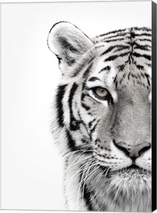 Framed White Tiger Print